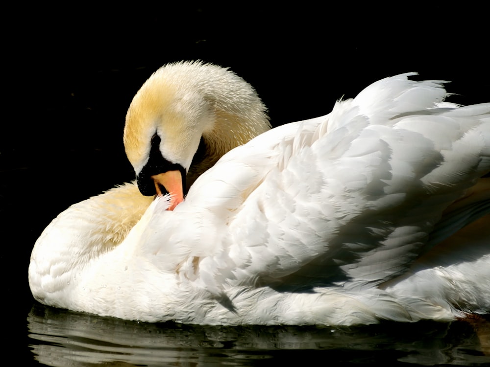 white swan on body of water during daytime