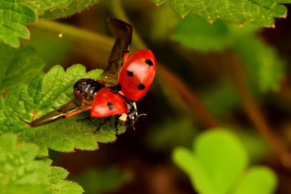 coccinella rossa su foglia verde