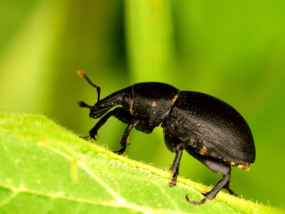 black beetle