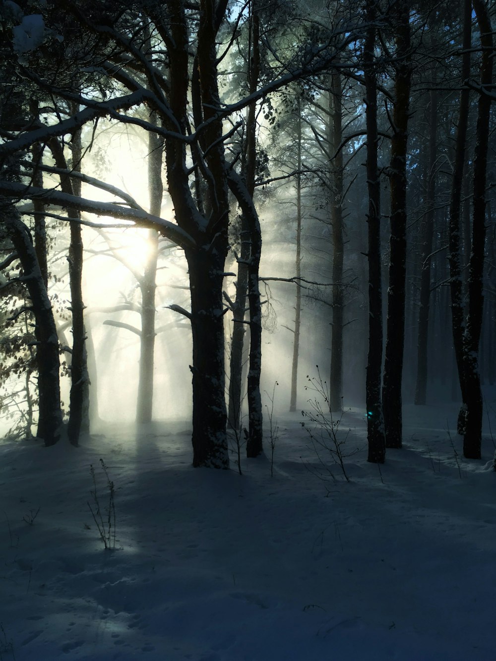 brown and green trees surrounded by snow