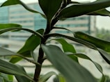 Blurred view of a corporate office with green plants symbolizing sustainability.