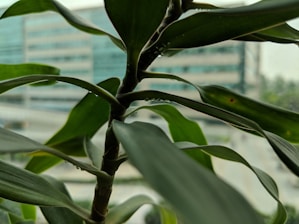 A close-up of a green plant in a modern office setting, symbolizing eco-friendliness.