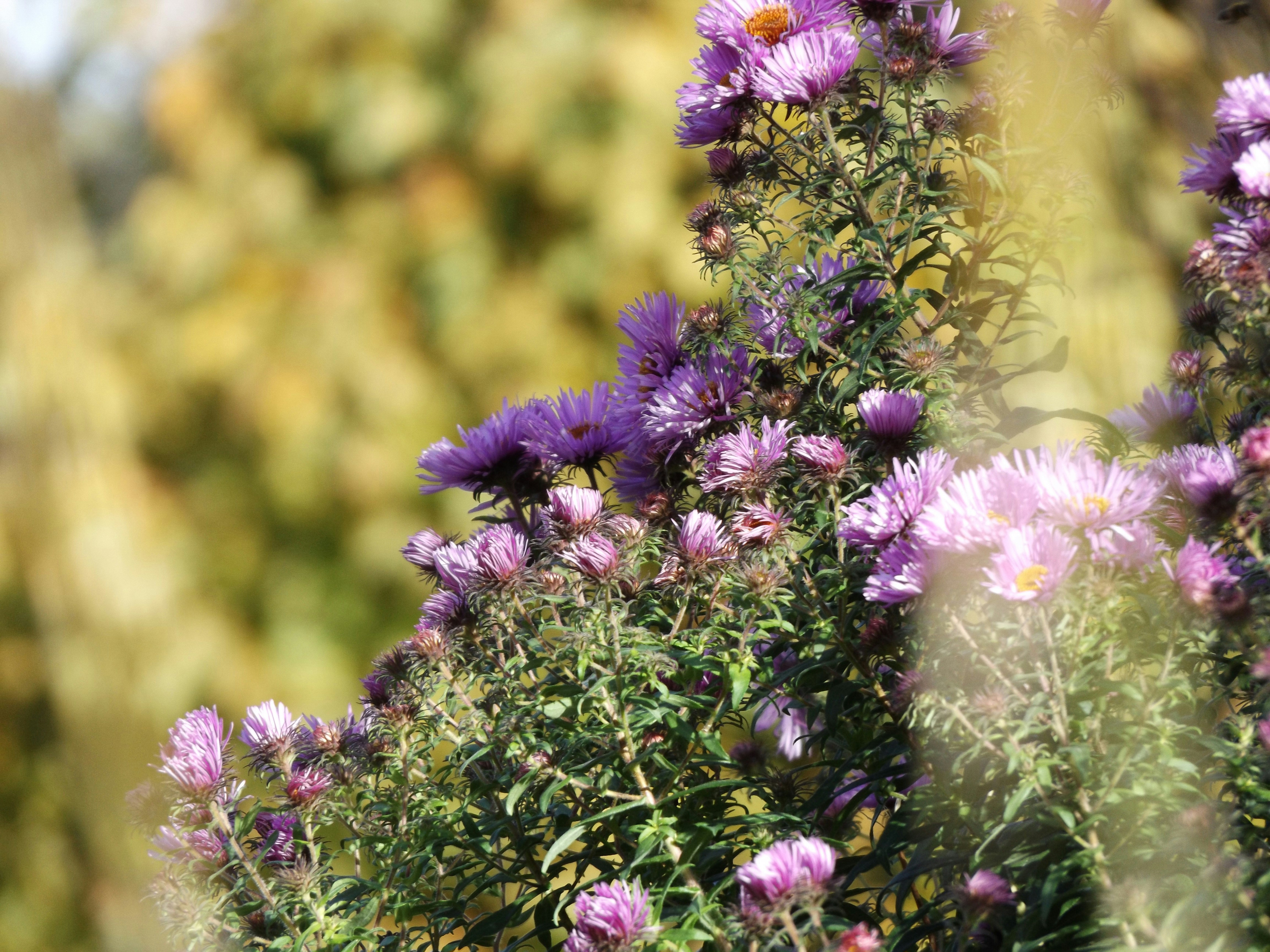 Close-up of purple asters in a sunlit garden, with a soft bokeh background and a shallow depth of field emphasizing the flowers in focus.