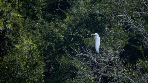 Classic Sundarban Trail