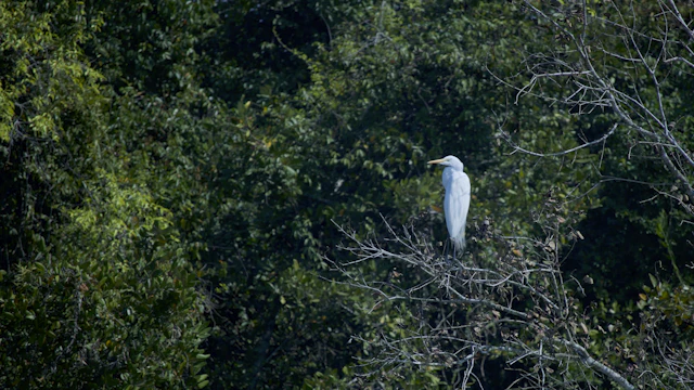 Heron at the Sajnekhali heronry