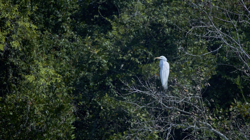 white bird porhces on trees