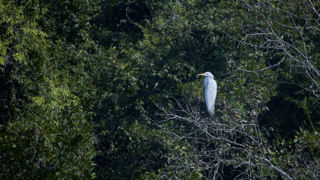 white bird porhces on trees, The Great White Egret in Sundarbans