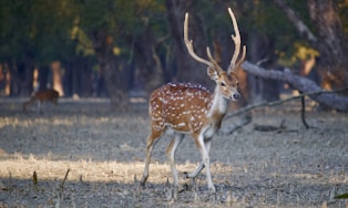 brown and white deer during daytime