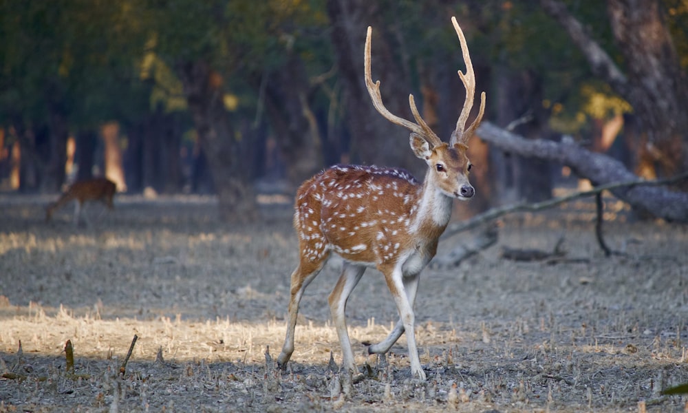 brown and white deer during daytime