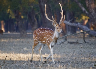 brown and white deer during daytime