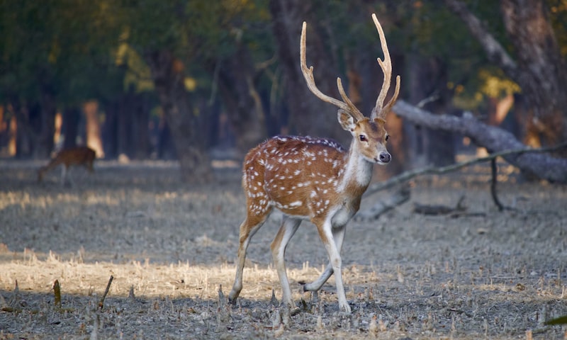 Sundarbans
