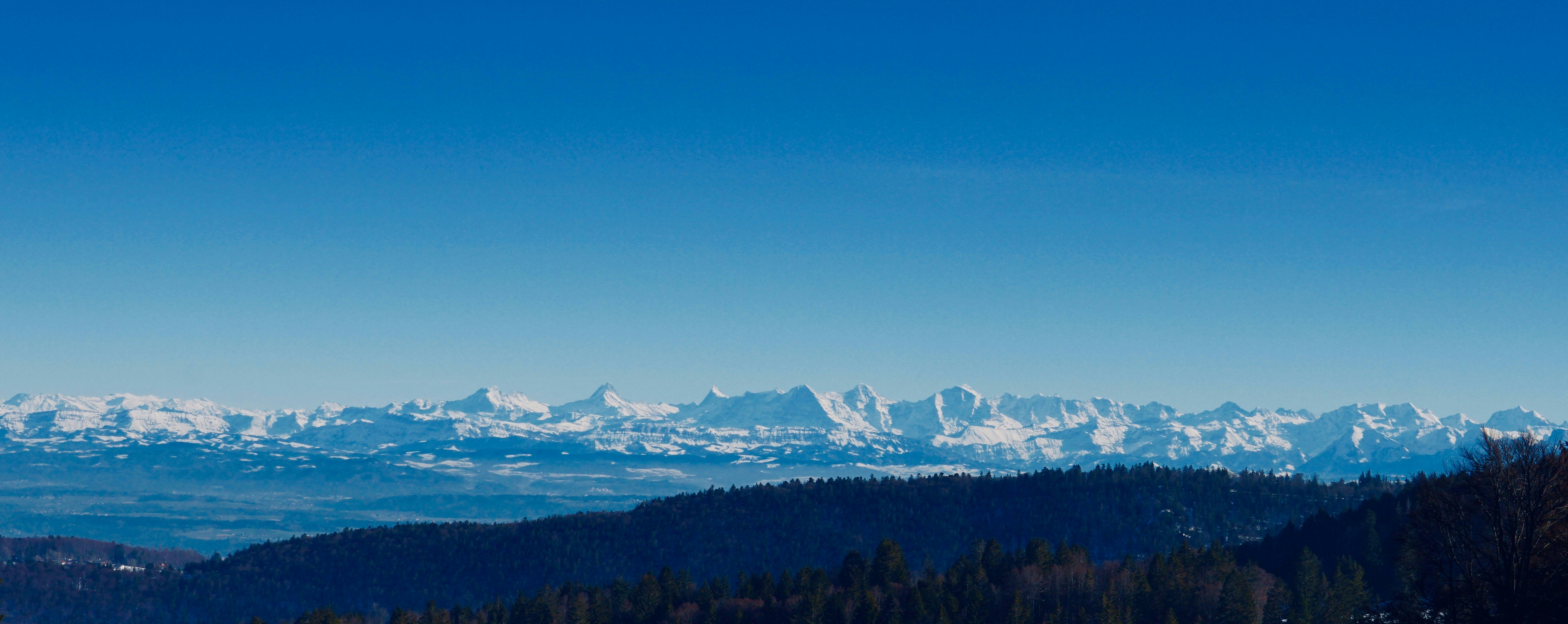 aerial view of green trees