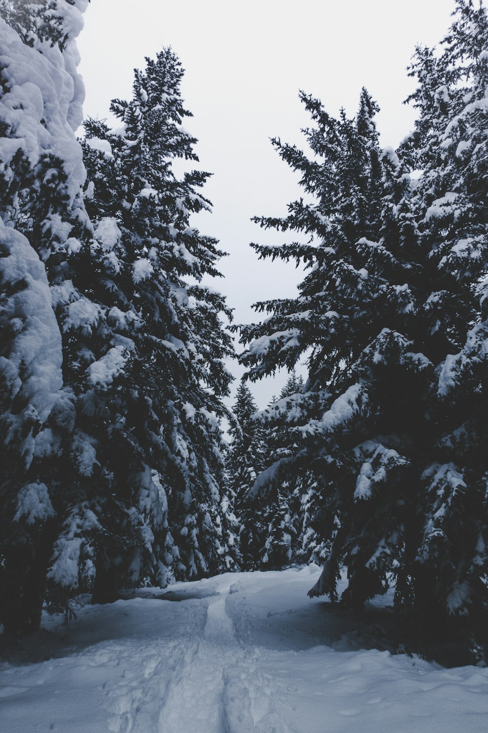 snow capped pine trees