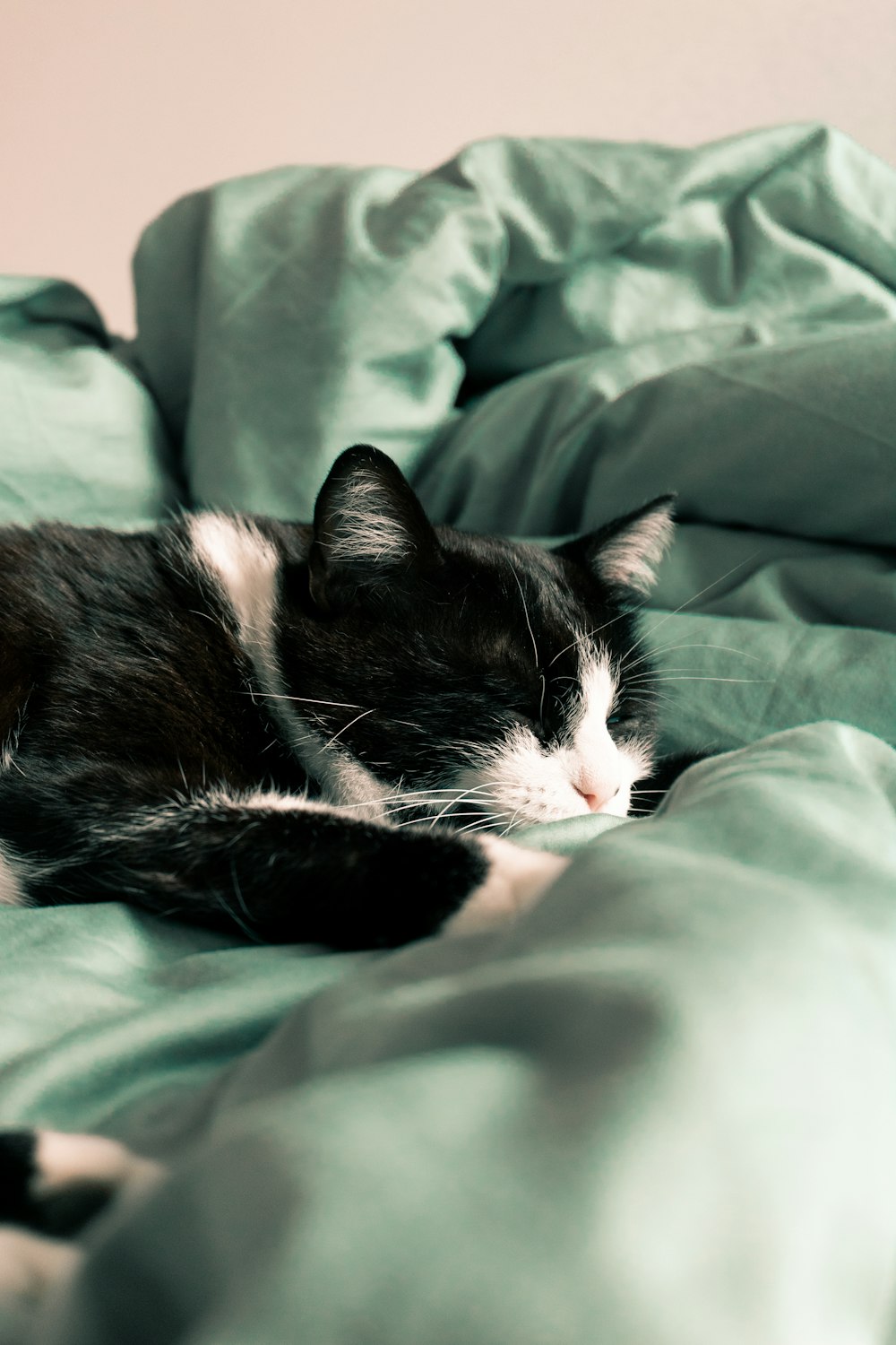 black and white cat sleeping on green textile