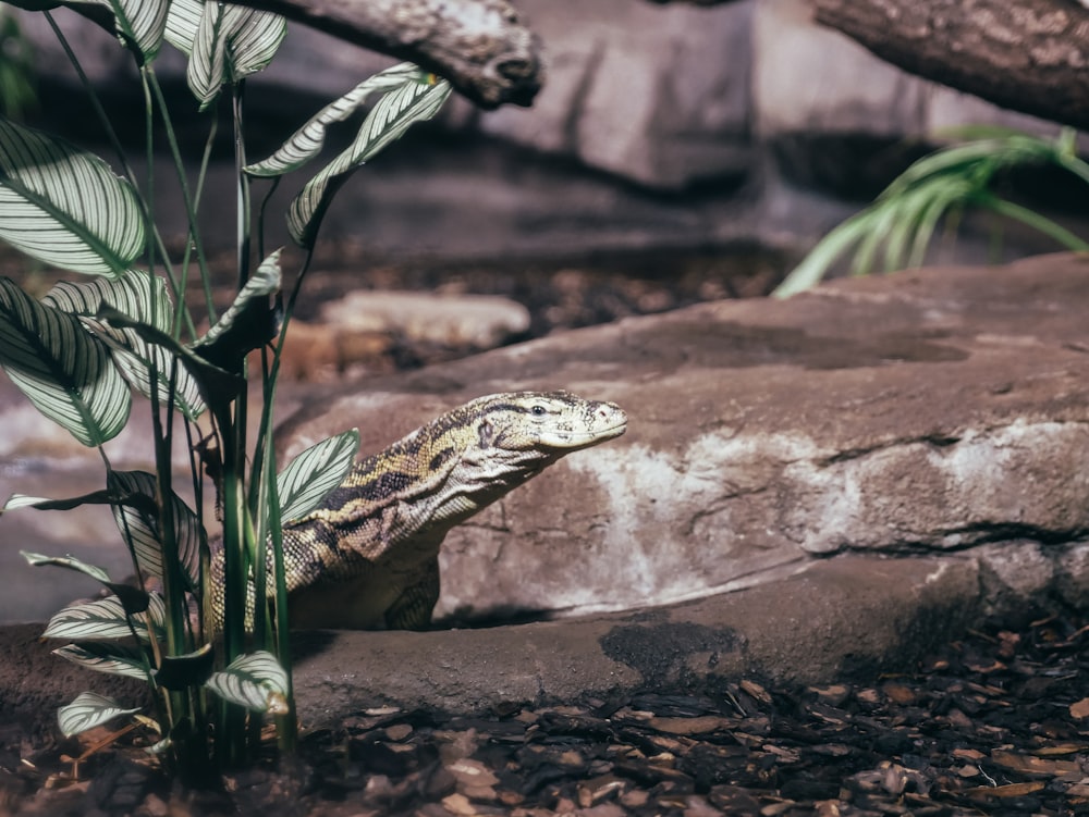 green leafed plant and lizard