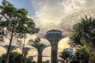 Large, futuristic tree-like structures tower over a lush garden landscape. The structures have intricate network-like canopies and are surrounded by various tropical plants. A warm, golden light permeates the scene, suggesting a sunset or sunrise.