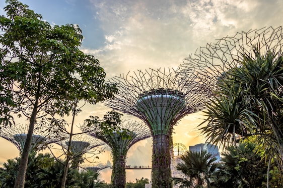 Large, futuristic tree-like structures tower over a lush garden landscape. The structures have intricate network-like canopies and are surrounded by various tropical plants. A warm, golden light permeates the scene, suggesting a sunset or sunrise.