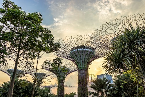 Large, futuristic tree-like structures tower over a lush garden landscape. The structures have intricate network-like canopies and are surrounded by various tropical plants. A warm, golden light permeates the scene, suggesting a sunset or sunrise.