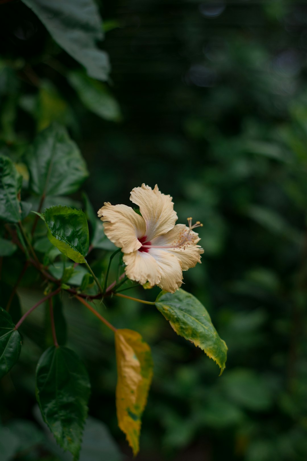 selective focus photography of brown and white flower