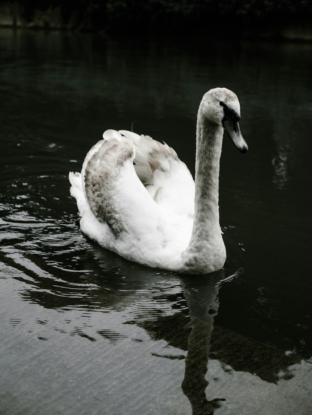 mute swan on body of water