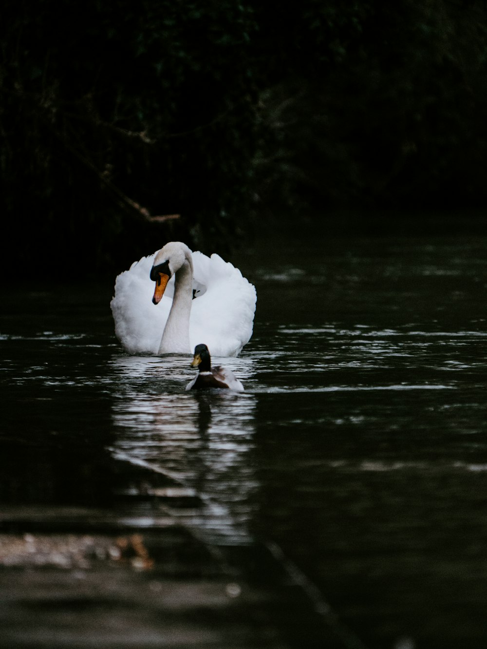 Cigno bianco sullo specchio d'acqua