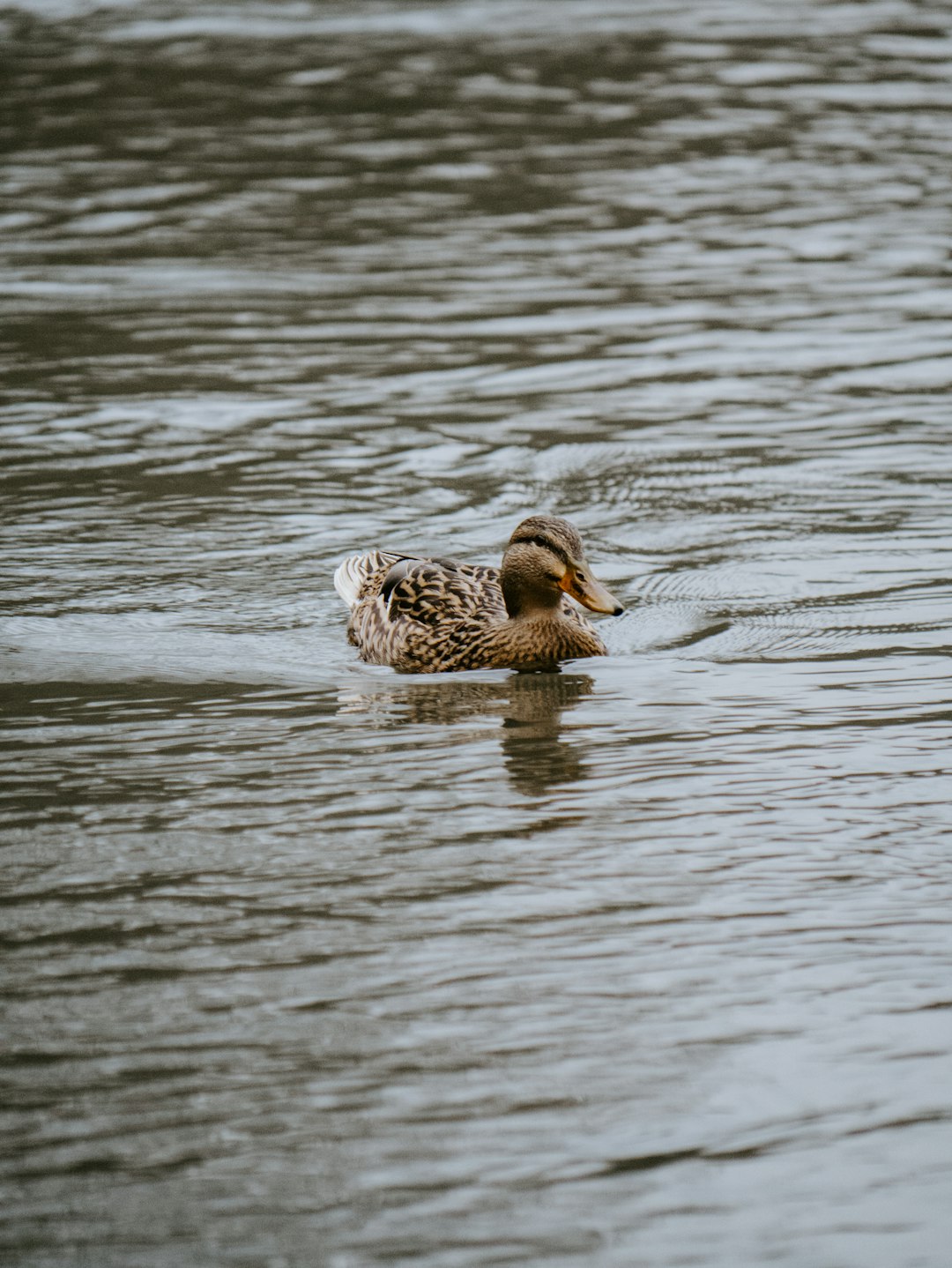 selective focus photography of brown duck on water during daytime