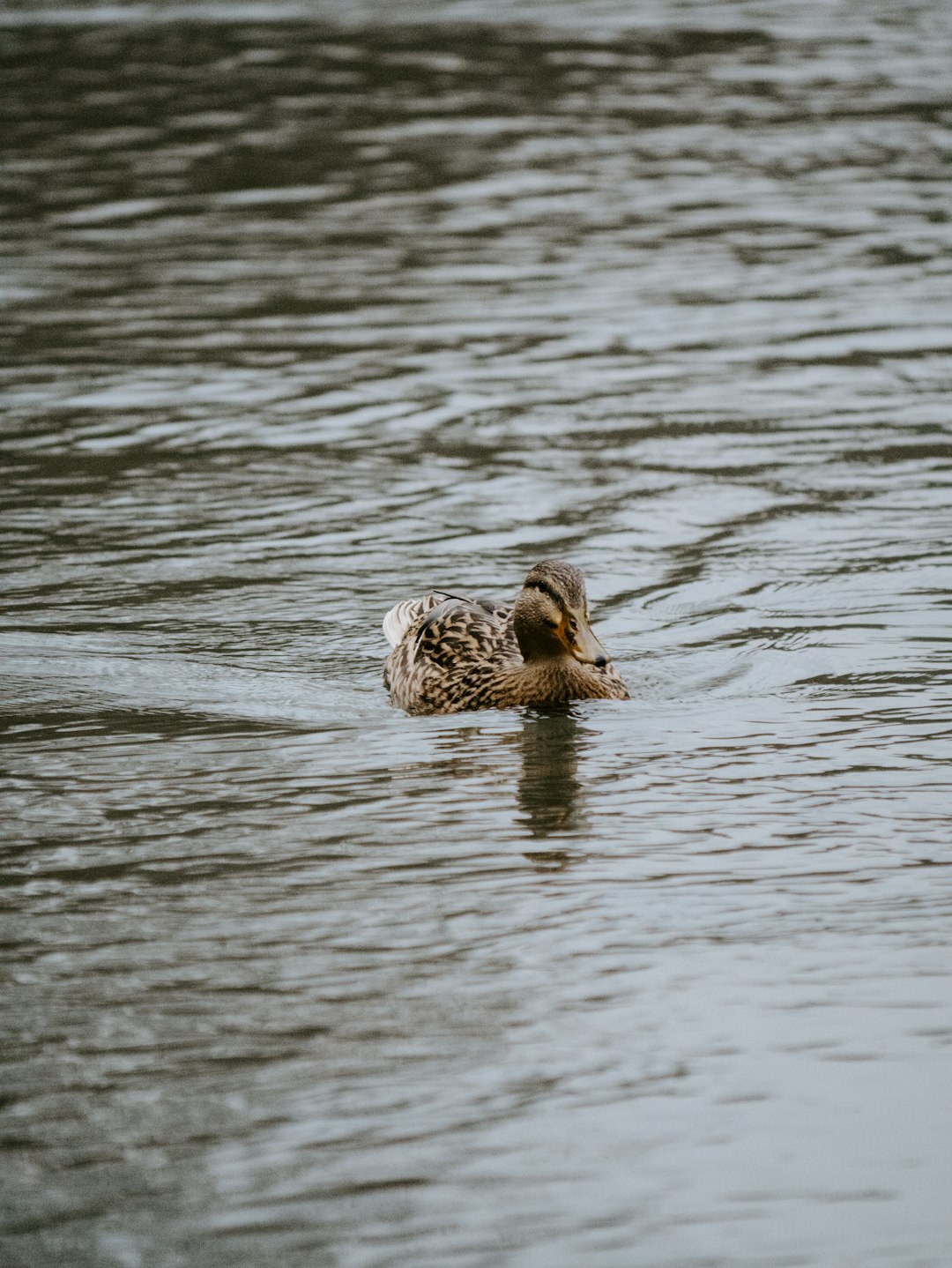 duck on body of water