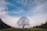 leafless tree