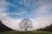 leafless tree