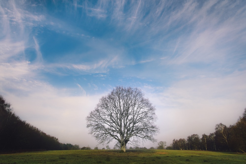 Árbol sin hojas