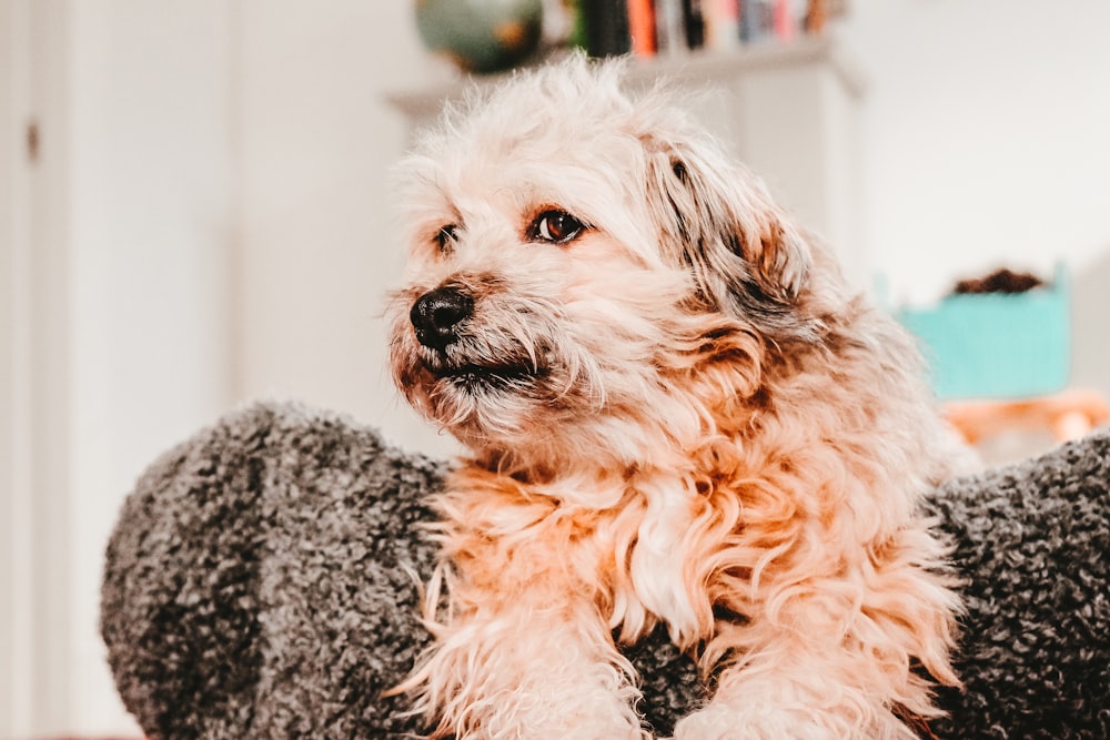 brown coated dog