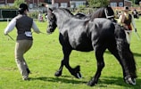 A dark, glossy horse is being led by a handler in an outdoor grassy area. The handler is wearing a numbered vest and a helmet, while another individual dressed in formal attire holds another horse in the background. Several people and horses are visible in the distance, suggesting a possible horse show or competition.