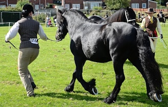 A dark, glossy horse is being led by a handler in an outdoor grassy area. The handler is wearing a numbered vest and a helmet, while another individual dressed in formal attire holds another horse in the background. Several people and horses are visible in the distance, suggesting a possible horse show or competition.
