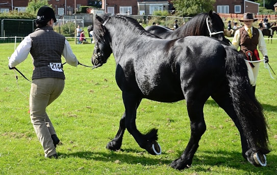A dark, glossy horse is being led by a handler in an outdoor grassy area. The handler is wearing a numbered vest and a helmet, while another individual dressed in formal attire holds another horse in the background. Several people and horses are visible in the distance, suggesting a possible horse show or competition.