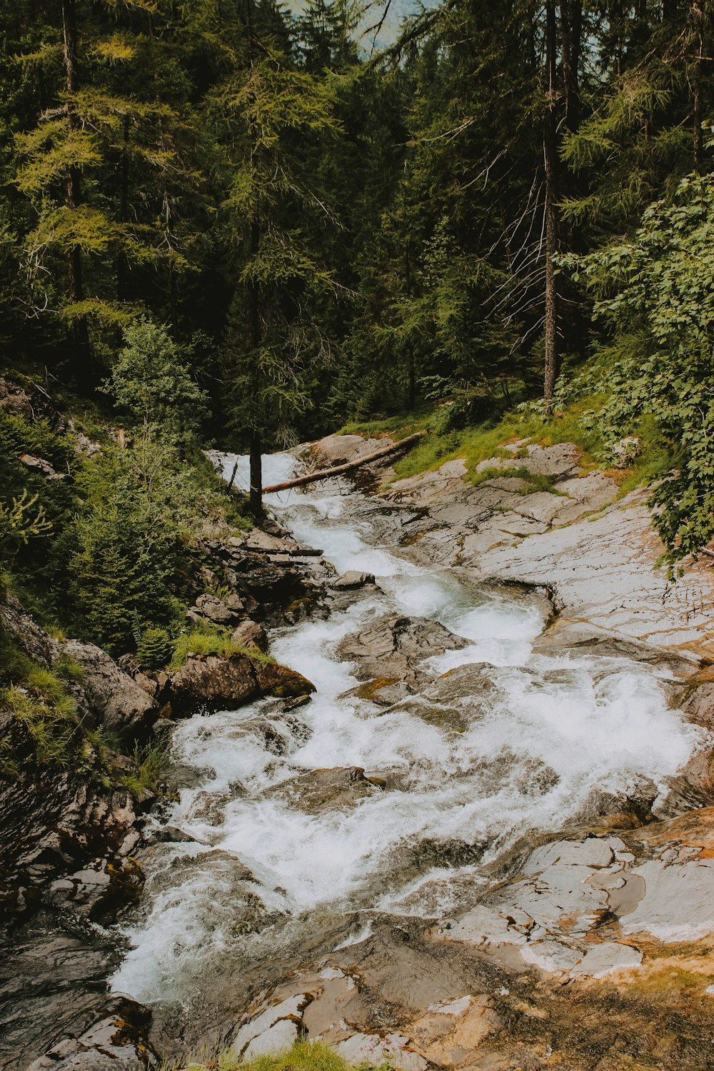 river between green leafed trees