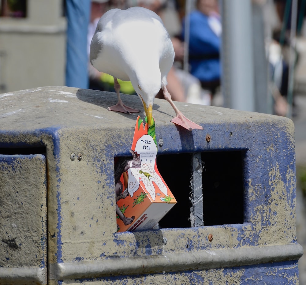 white gull using beak to pickup box inside trash bin