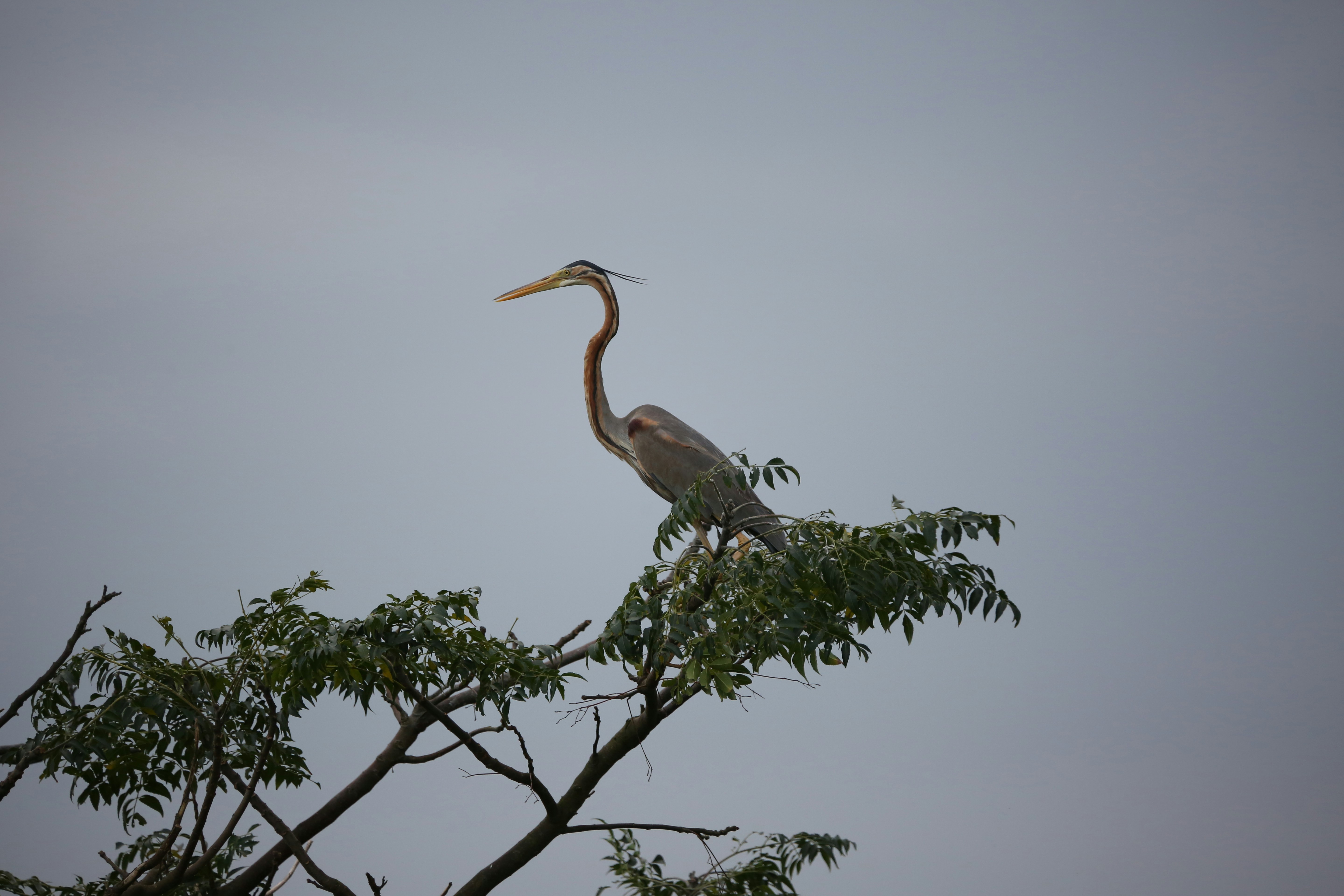 Lake Bogoria bird watching