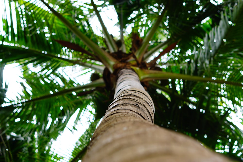 코코넛 나무의 낮은 각도 사진