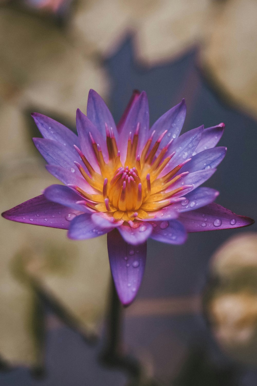 Lilablättrige Blume auf selektiver Fokusfotografie