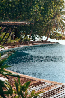 coconut tree near body of water