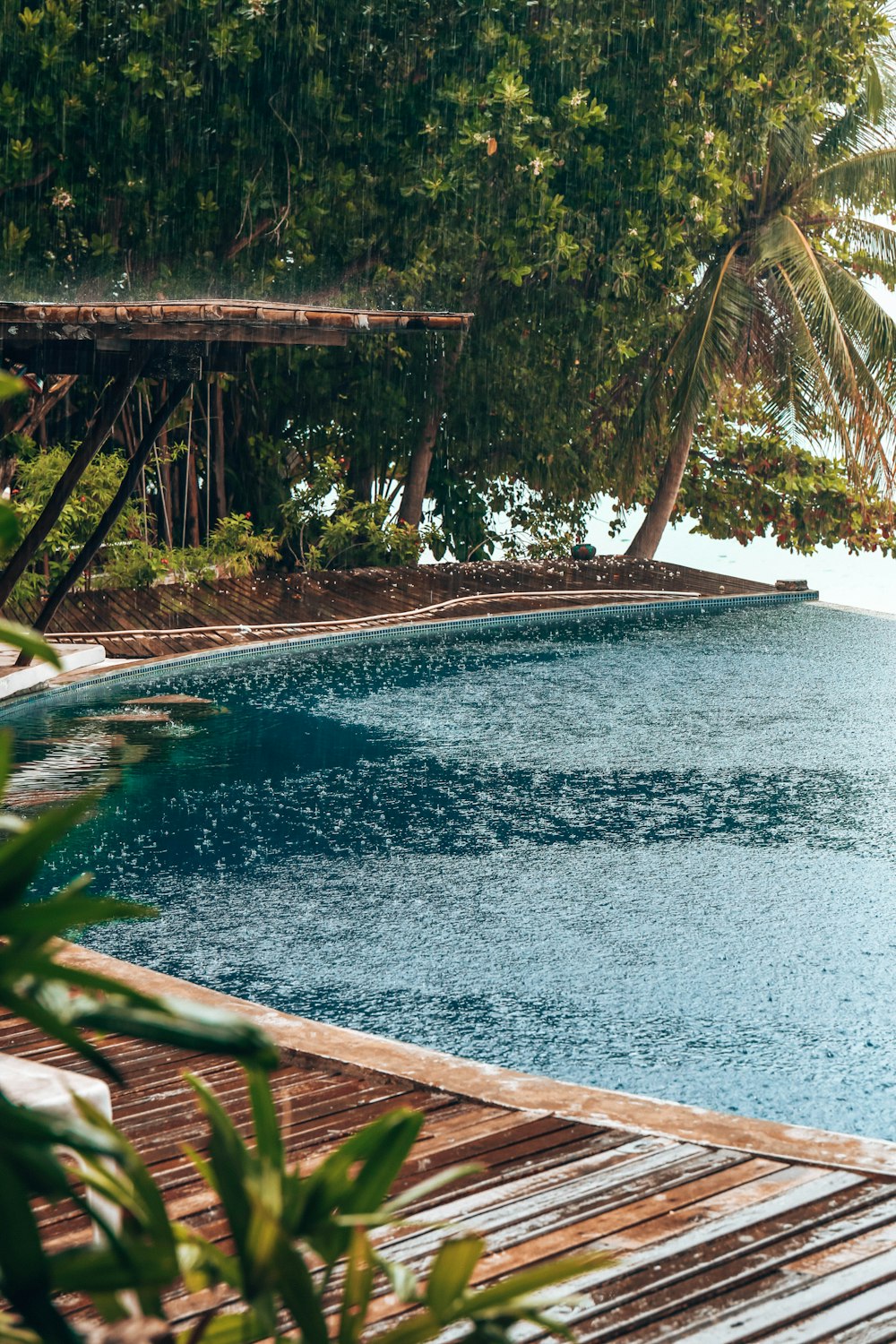 coconut tree near body of water