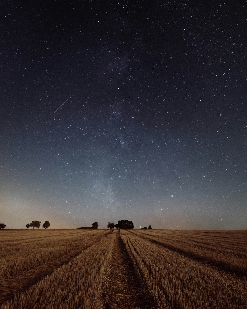 rice field under constellation