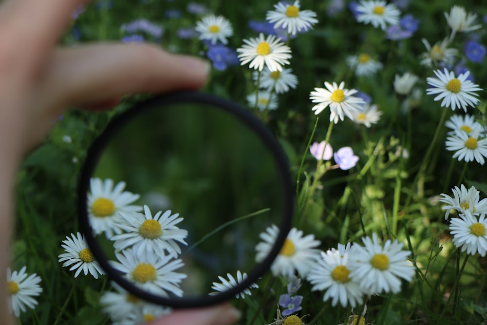 white petaled flowers