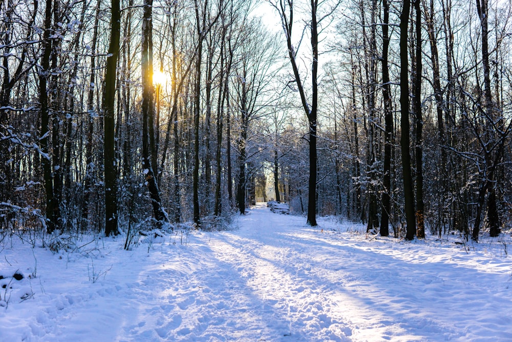 snow covered trees during daytime