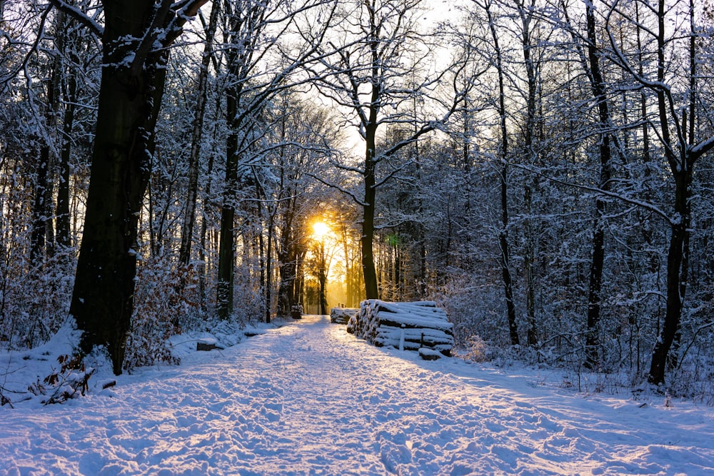 tree covered with snow during golden hour