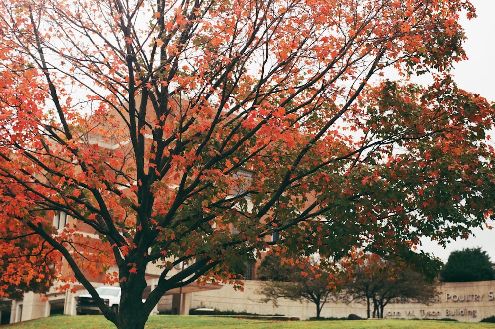 red colored leaves on trees at the lawn