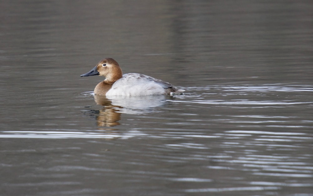 duck on body of water