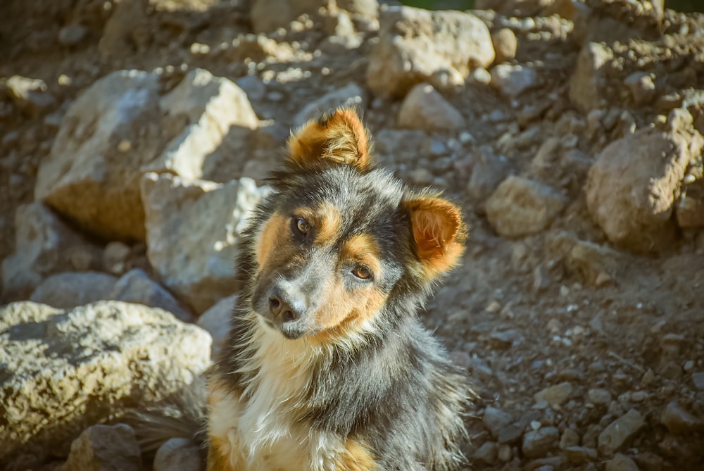 short-coated black and tan dog