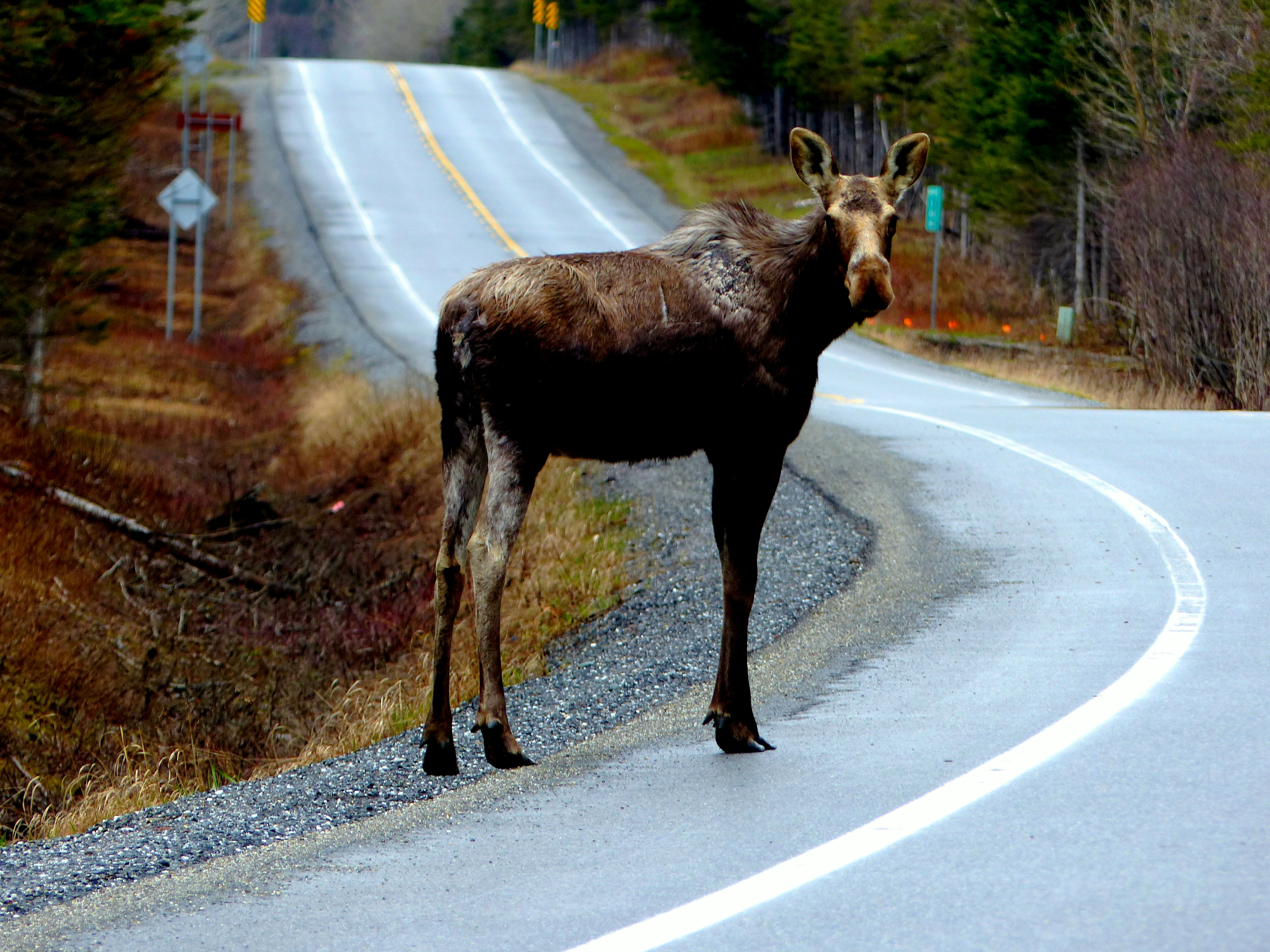 brown donkey on road