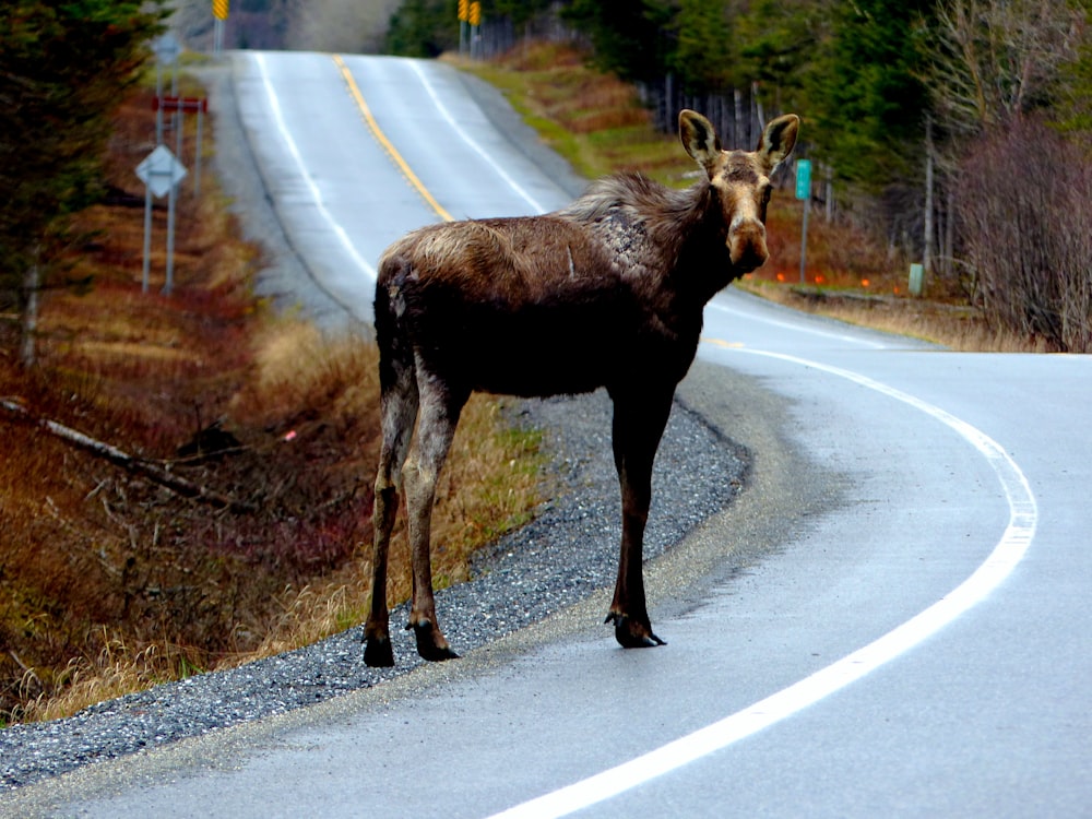 brown donkey on road
